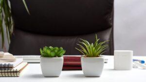 植物が2つ